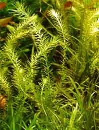 Näsets Ciklidhobby Mayaca fluviatilis pot akvarieväxt