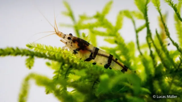 Garnelen TV Raccoon tiger räka Caridina 3 cm grupp