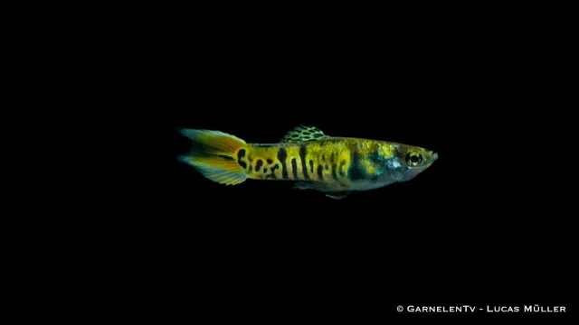 Garnelen TV Endlers Green Tiger guppyhane 2–2,5 cm