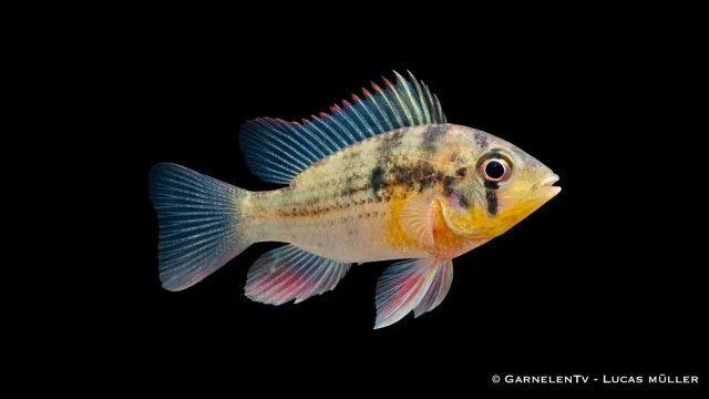 Garnelen TV Microgeophagus altispinosus akvariefisk fjärilsciklid