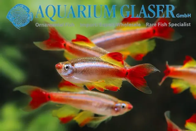 Näsets Ciklidhobby Tanichthys linni LONGFIN akvariefisk lg tålig