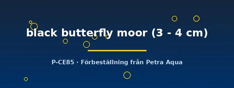 Näsets Ciklidhobby Black Butterfly Moor guldfisk 3–4 cm