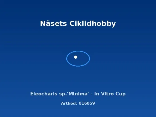 Näsets Ciklidhobby Eleocharis Minima akvarieväxt in vitro kopp