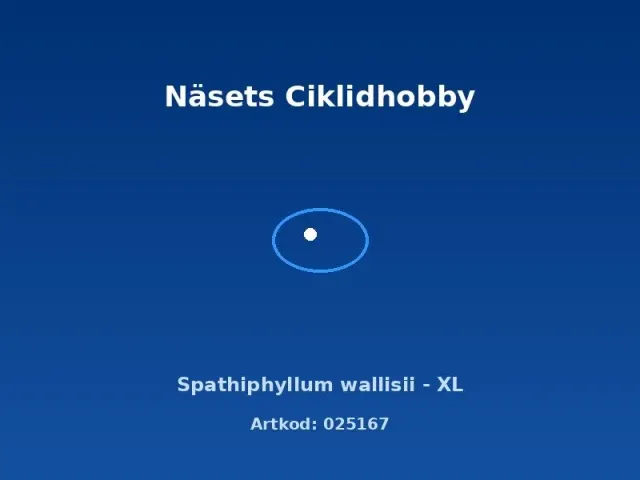 Näsets Ciklidhobby Spathiphyllum wallisii akvarieväxt XL