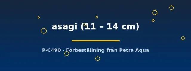 Cyprinus koi asagi dammfisk 11–14 cm gråblå