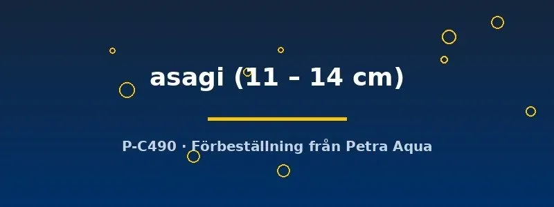 Cyprinus koi asagi dammfisk 11–14 cm gråblå