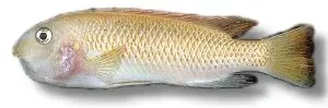 Näsets Labeotropheus trewavasae rosy ciklid XL röd