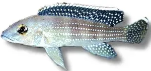 Näsets Ciklidhobby Lamprologus tetracanthus ciklid 4,5–5,5 cm