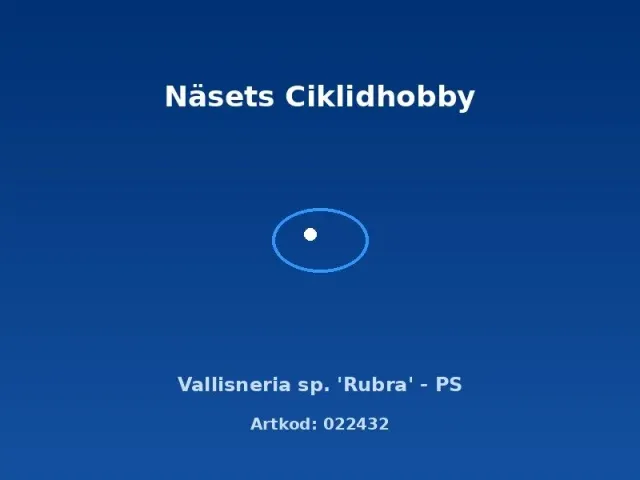 Näsets Ciklidhobby Vallisneria Rubra akvarieväxt PS rödaktig