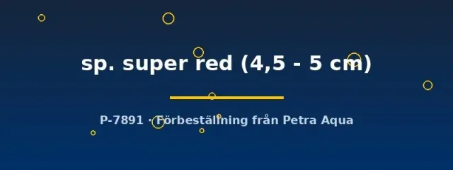 Ancistrus Super Red mal algätare 4,5–5 cm röd