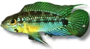 Apistogramma linkei Linkes dvärgciklid 3-4 cm