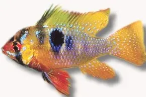 Näsets Ciklidhobby Ramirez Asia fjärilsciklid akvariefisk L 3,8–4 cm