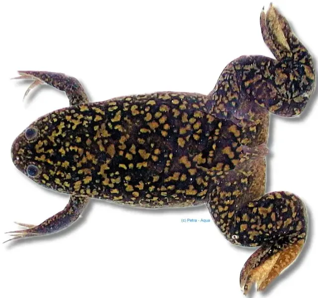 Näsets Xenopus laevis klogroda akvariegroda 3 cm