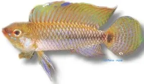 Näsets Ciklidhobby Four Stripes dvärgciklid 3–4 cm akvariefisk