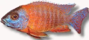 Aulonocara Rubin Red påfågelciklid 2–3 cm