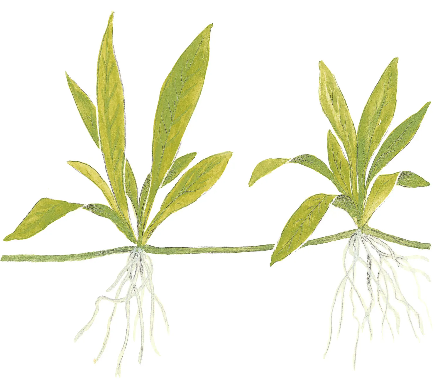 Akvarievalvet Helanthium bolivianum Quadricostatus akvarieväxt förgrund