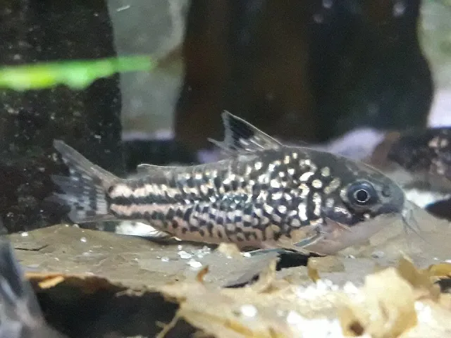 Näsets Ciklidhobby Corydoras napoensis pansarmal 2,5–3 cm