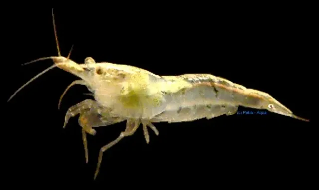 Näsets Ciklidhobby Neocaridina denticulata räka 1–1,5 cm algätare
