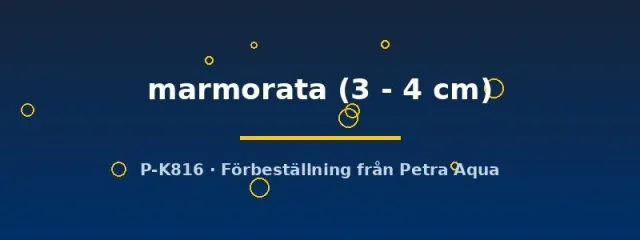 Näsets Sewellia marmorata kullersten 3–4 cm syrerik