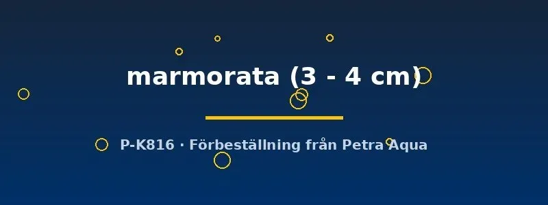 Näsets Sewellia marmorata kullersten 3–4 cm syrerik