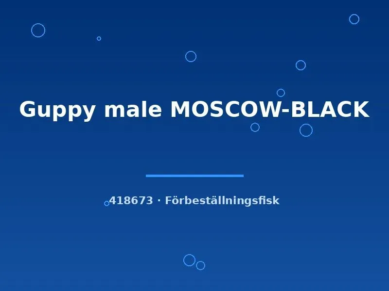 Näsets Ciklidhobby Moscow Black guppy hane lg svart