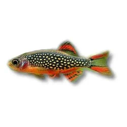 Näsets Ciklidhobby Microrasbora sp galaxy akvariefisk stimfisk