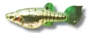 Näsets Ciklidhobby Heterandria formosa minifisk 2-3cm