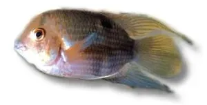 Näsets Ciklidhobby Aequidens maroni ciklid 5–6 cm lugn