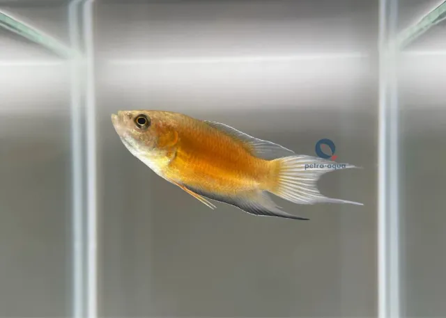 Macropodus opercularis fire ice akvariefisk 3–4 cm