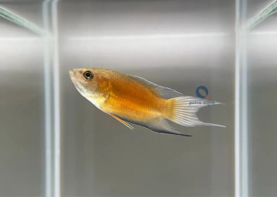 Macropodus opercularis fire ice akvariefisk 3–4 cm