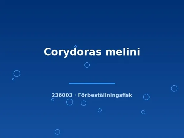 Corydoras Melini pansarmal md