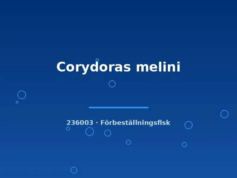 Corydoras Melini pansarmal md