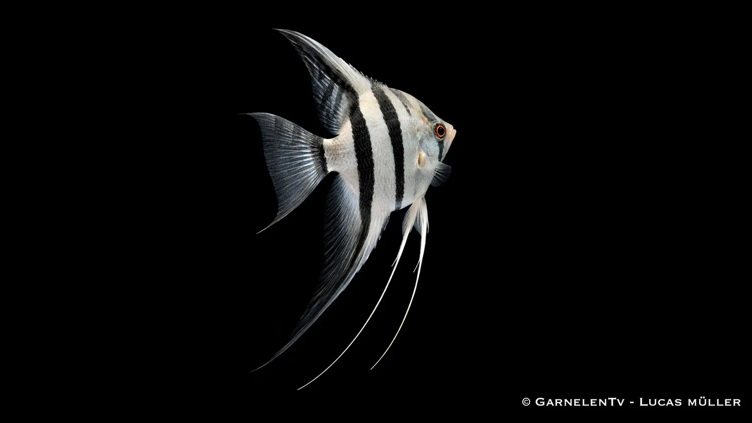 Garnelen TV Zebra skalar ciklid Pterophyllum scalare