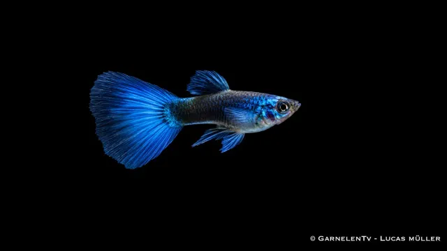 Garnelen TV Blue Moskau Poecilia reticulata guppyhane blå