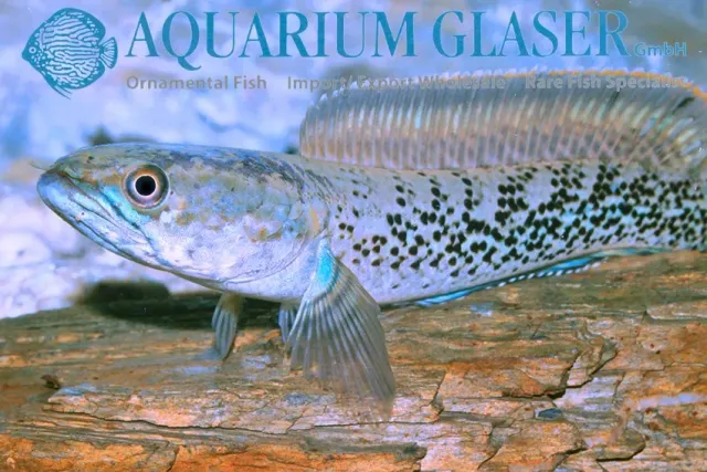 Channa stewarti ormhuvudfisk 12–15 cm förbeställning