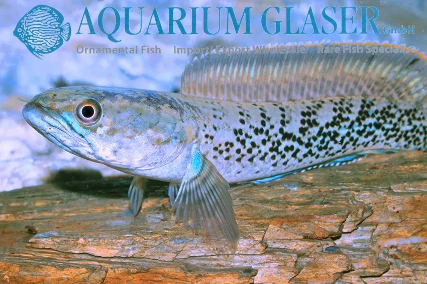 Channa stewarti ormhuvudfisk 12–15 cm förbeställning