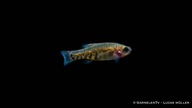 Garnelen TV Tequila Zoogoneticus tequila stimfisk DNZ
