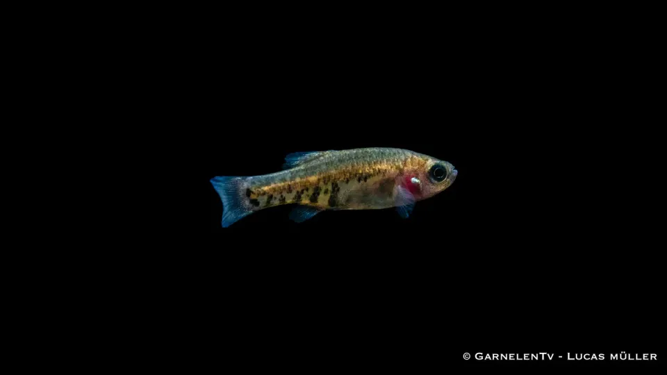 Garnelen TV Tequila Zoogoneticus tequila stimfisk DNZ