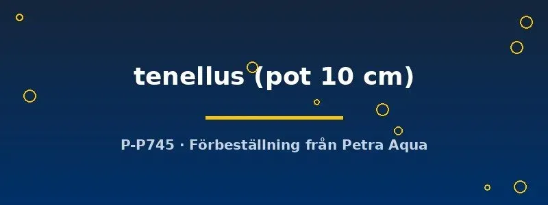 Echinodorus tenellus akvarieväxt pot 10 cm mattbildande