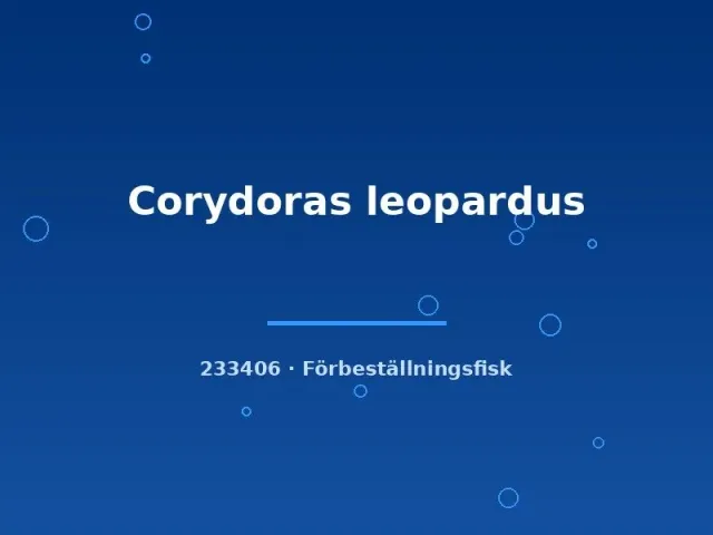 Näsets Ciklidhobby Corydoras leopardus XLG akvariefisk pansarmal