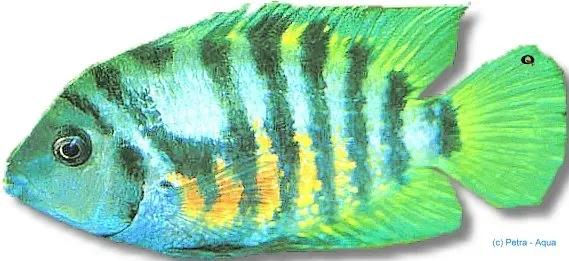 Näsets Ciklidhobby Zebra Cichlid 6-7 cm akvariefisk randig
