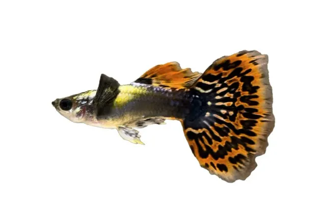 Poecilia reticulata male elephant ears guppy 3–4 cm hane