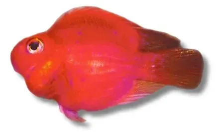 Näsets Ciklidhobby Hybrid Parrot ciklid 3–4 cm liten