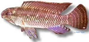 Apistogramma meinkenni dvärgciklid 3–4 cm