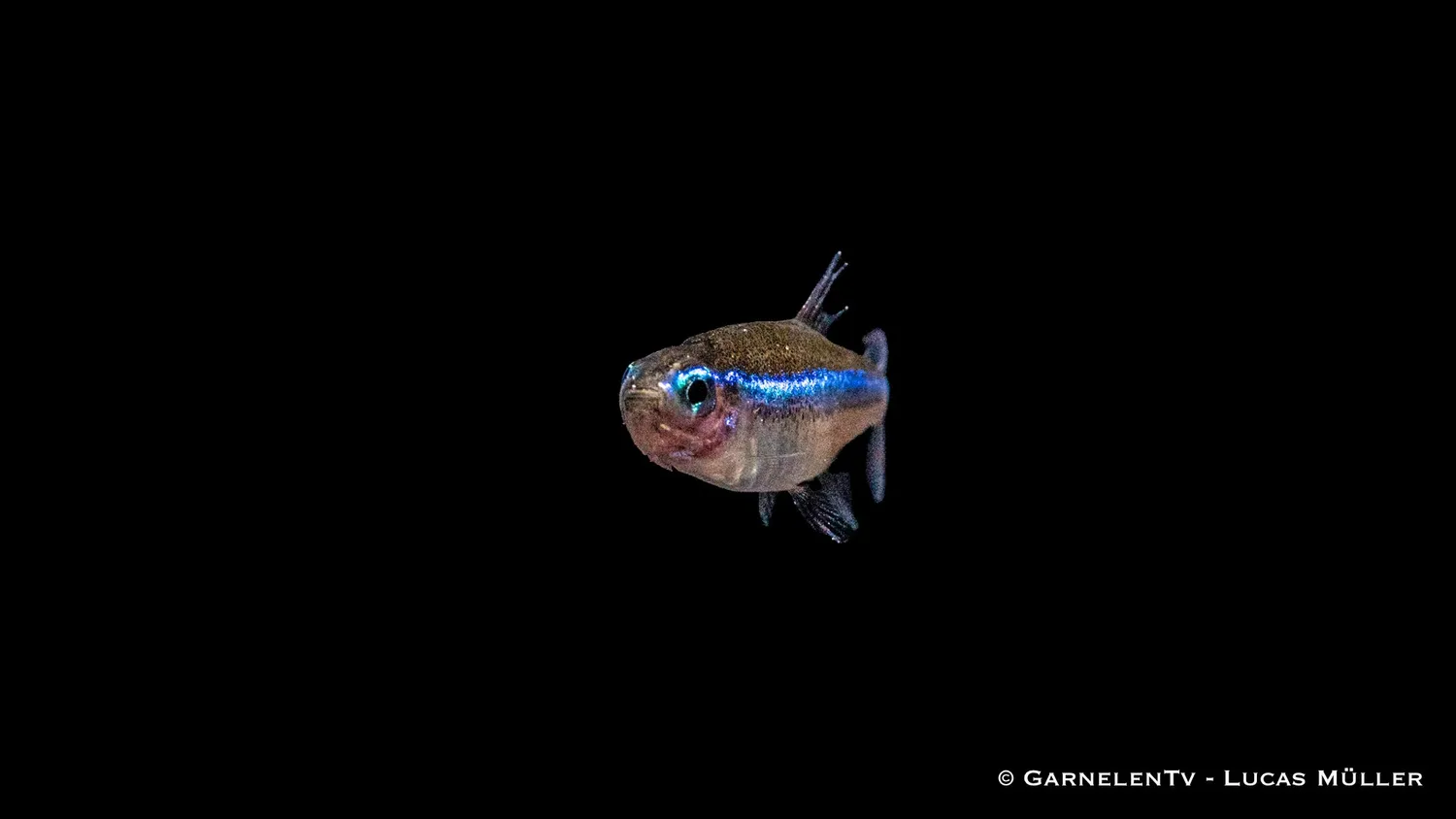 Garnelen TV Blå neon neontetra Paracheirodon stimfisk