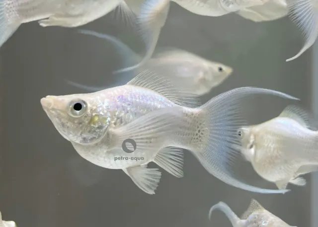 Näsets Ciklidhobby Poecilia latipinna ballongmolly 2,5 cm