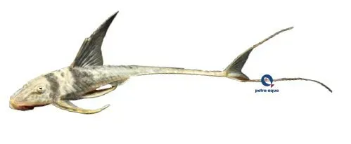 Näsets Ciklidhobby Loricaria royal sp. mal 8–10 cm