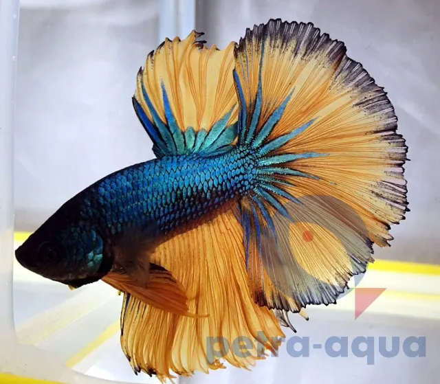 Näsets Ciklidhobby Betta Halfmoon Mustard XL kampfisk