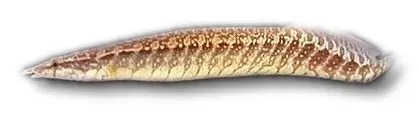 Näsets Ciklidhobby Mastacembelus armatus zig-zag ål 15–20 cm