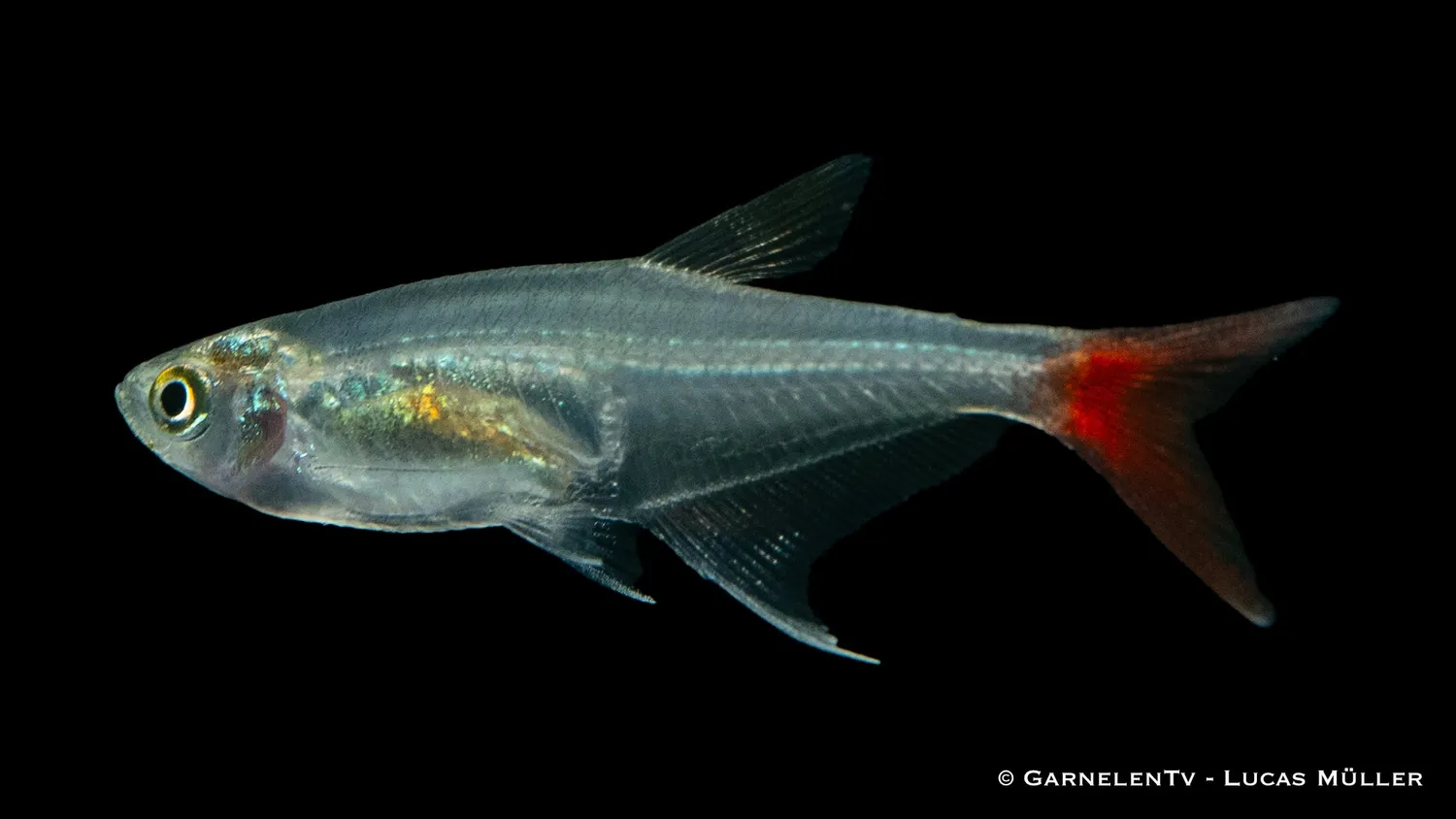 Garnelen TV Prionobrama filigera glassalmler